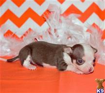 chihuahua puppy posted by Rhonda Wallace